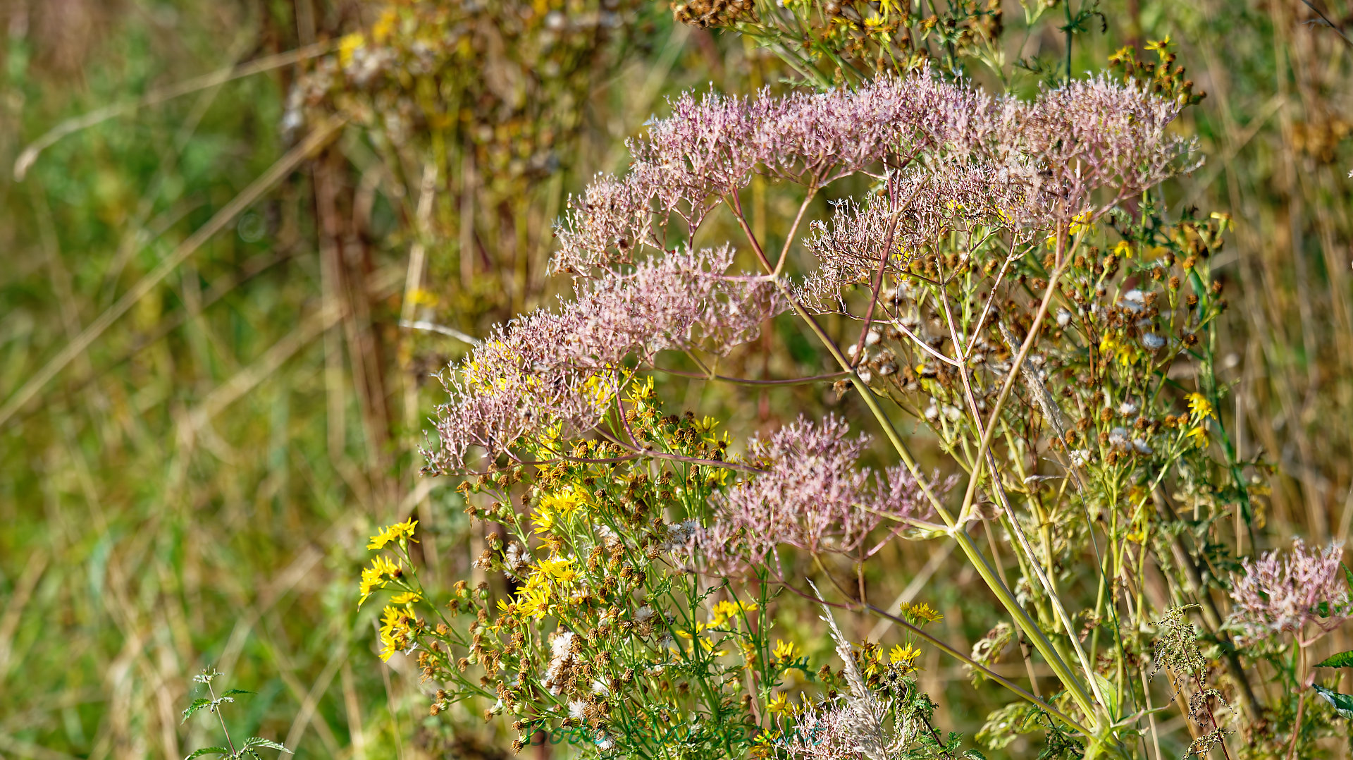 Pflanzen   Steveraue   2024.08.10 08.29 84 HD